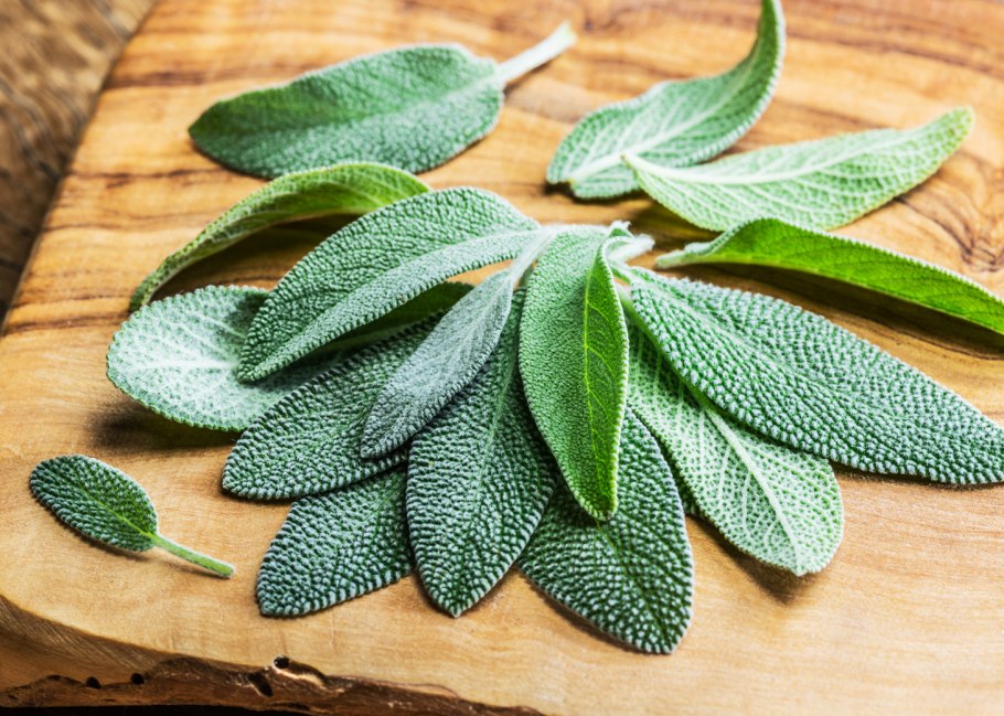 Конопля вид жилкования