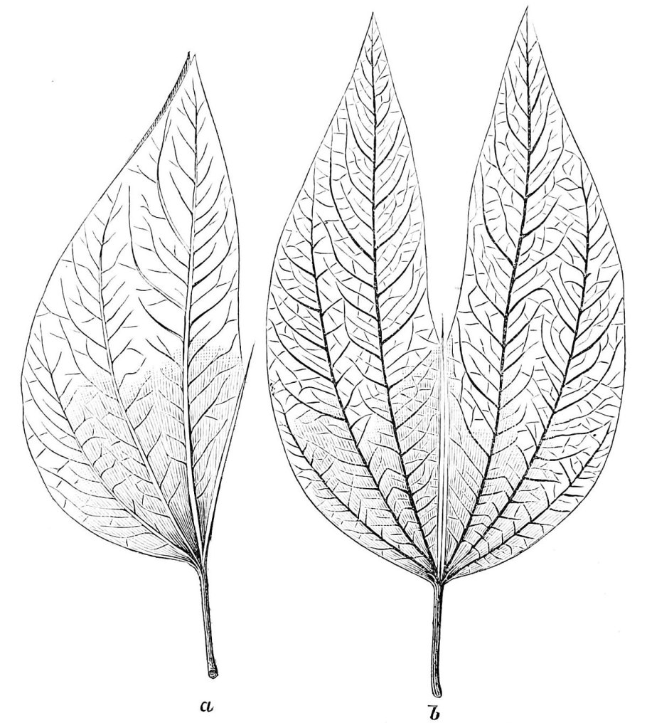 Название деревьев по листьям