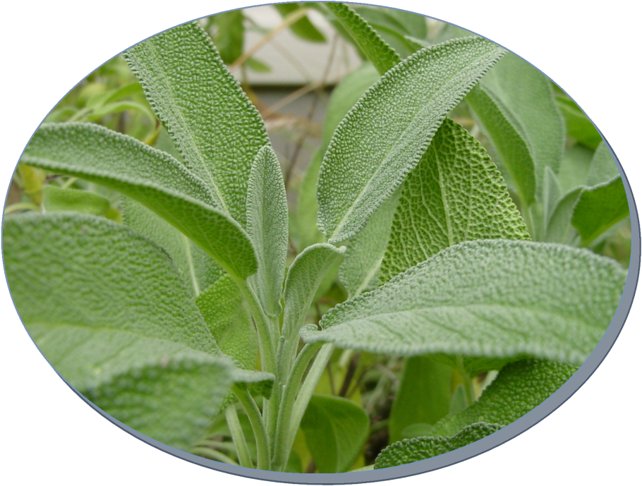 Шалфей полукустарник