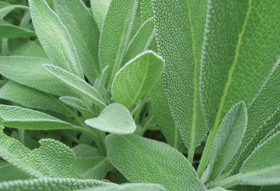 Шалфей лекарственный лист