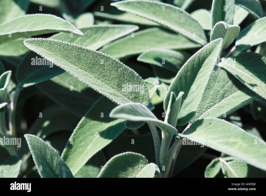 Шалфей лекарственный вариегатный