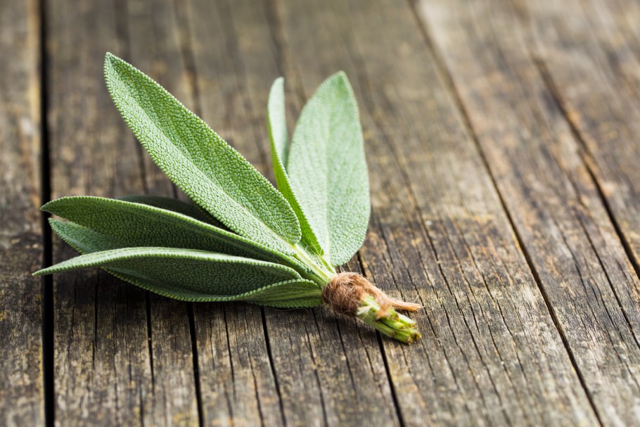 Шалфей акварель для детей на