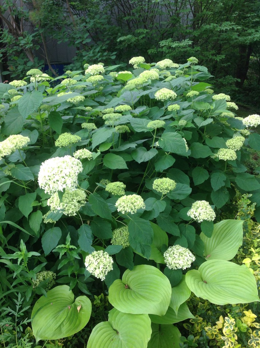 Гортензия крупнолистная