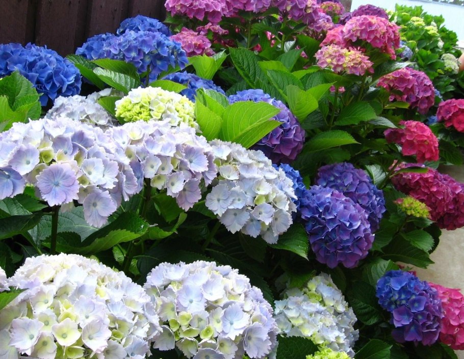 Гортензия крупнолистная Эндлесс саммер