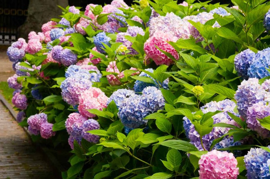 Гортензия остролистная