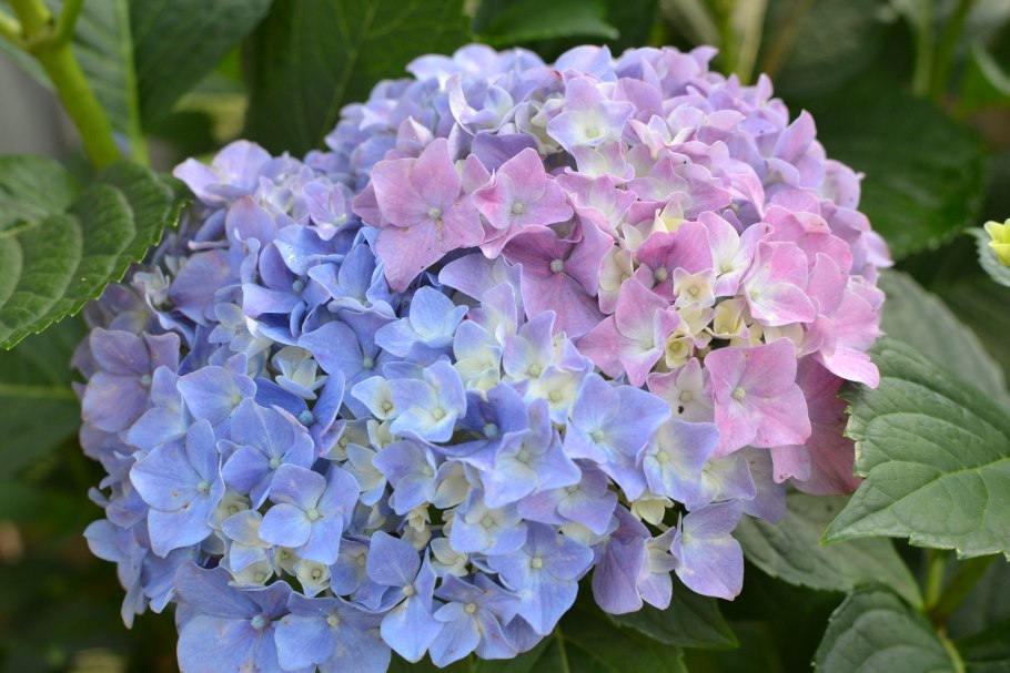 Гортензия крупнолистная микс