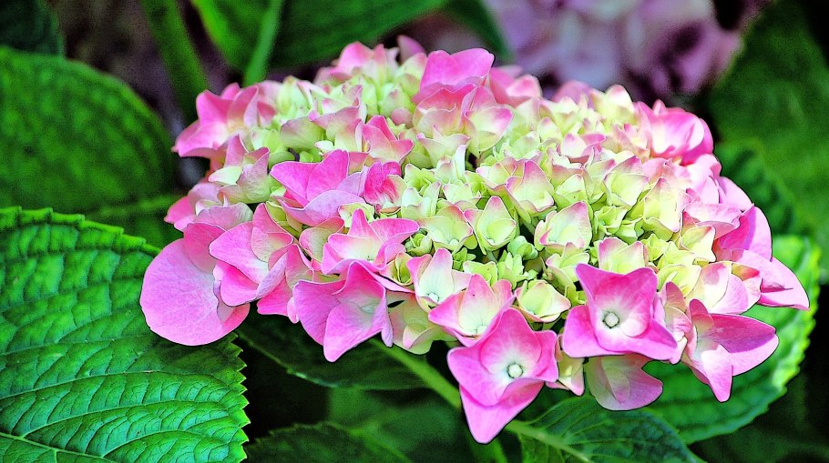 Гортензия Блю Хевен