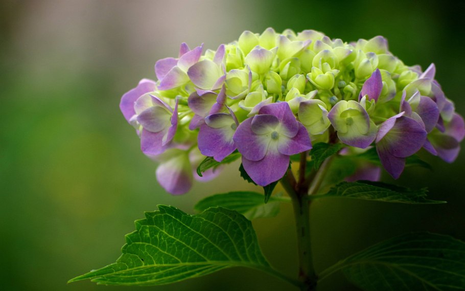 Гортензия крупнолистная «papillon».