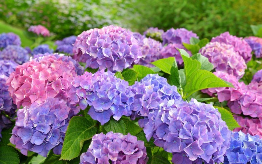 Гортензия крупнолистная Триколор