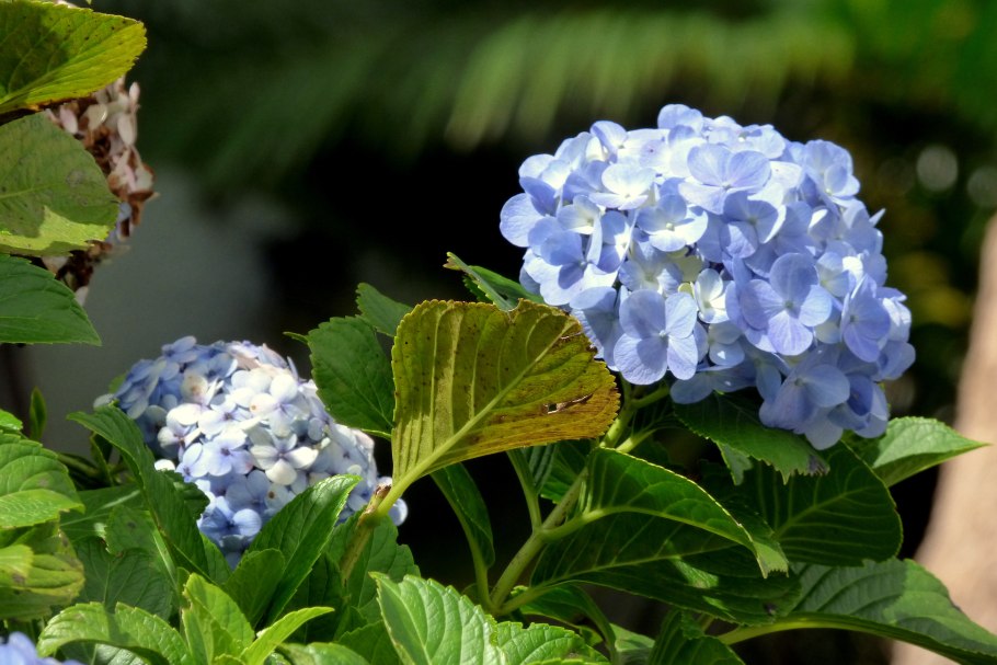 Гортензия Сноуболл крупнолистная