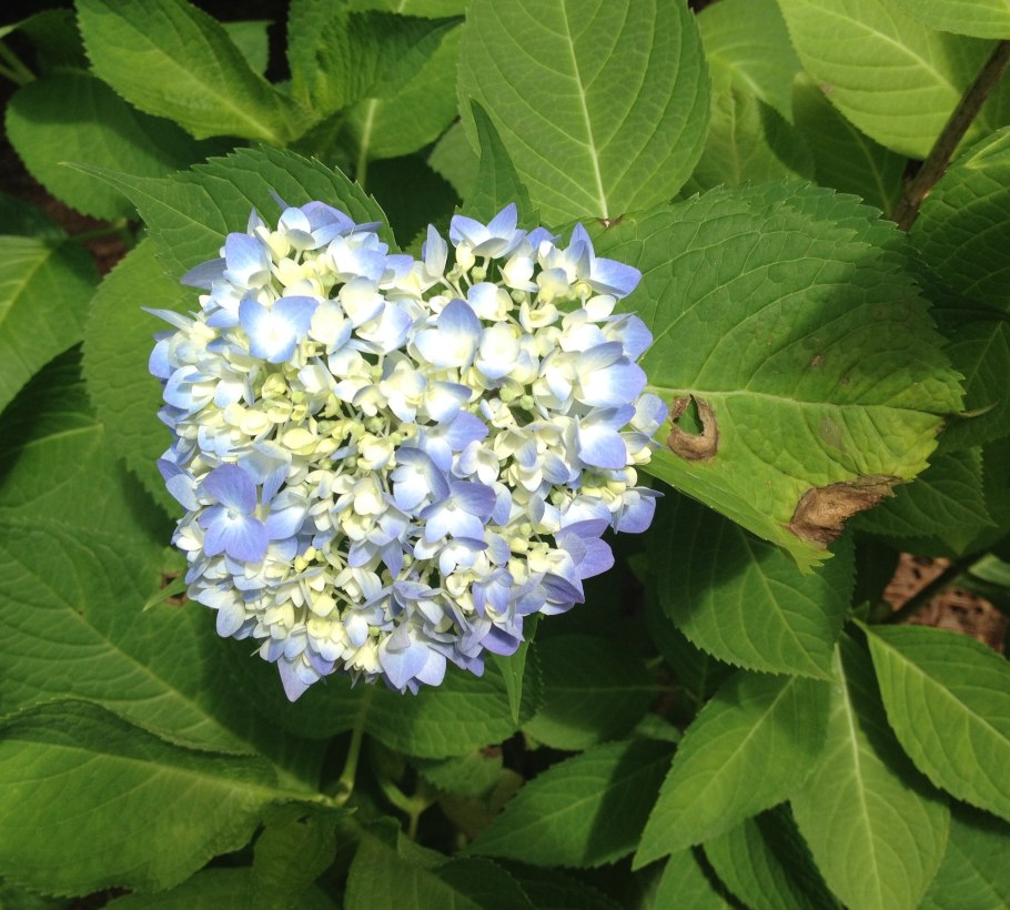 Гортензия Саманта крупнолистная