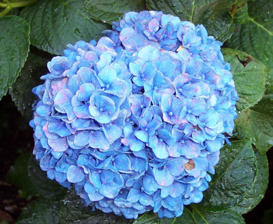 Hydrangea 'Violet Crown'