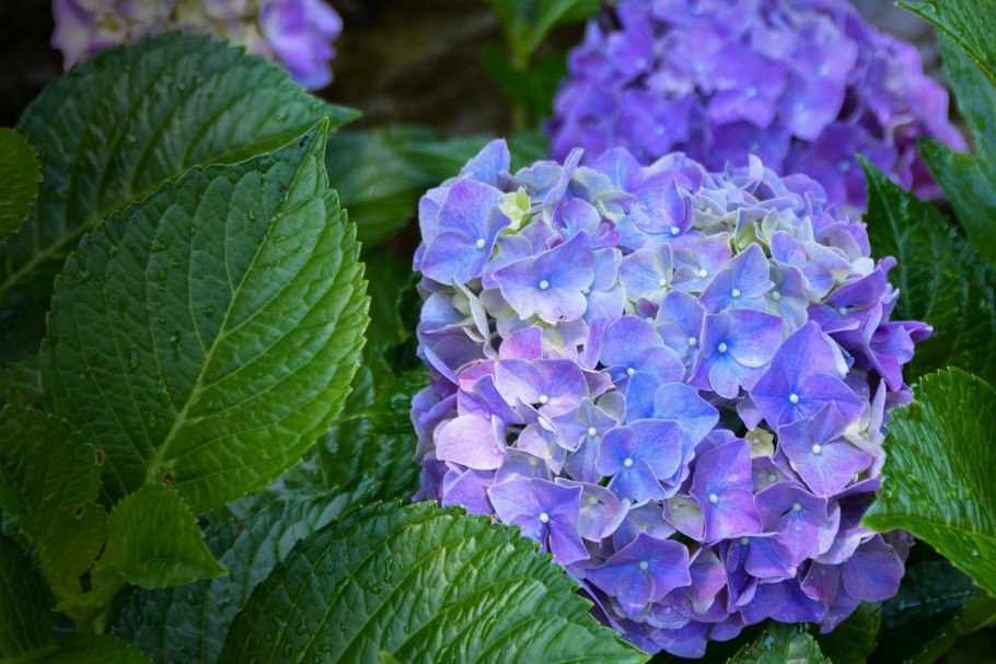 Рододендрон куст