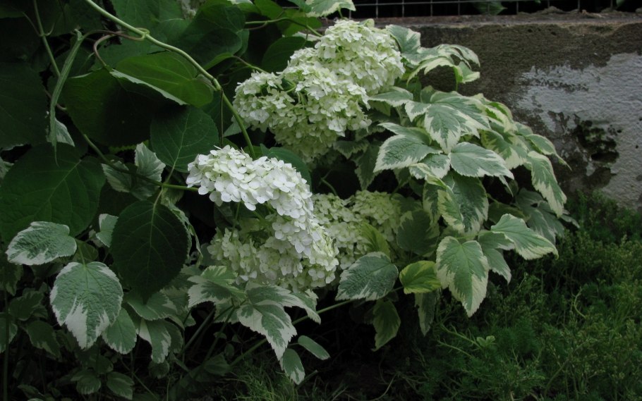 Гортензия Белла Блю