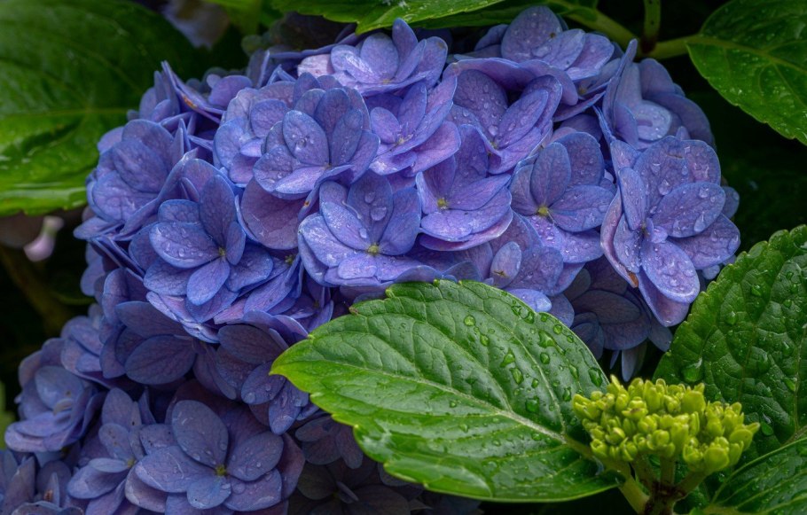 Гортензия Lime Rickey