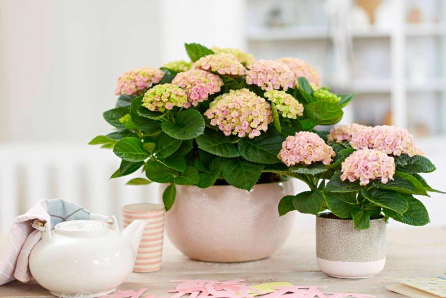 Гортензия крупнолистная Sabrina