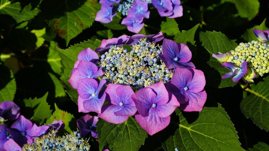 Гортензия Бавария