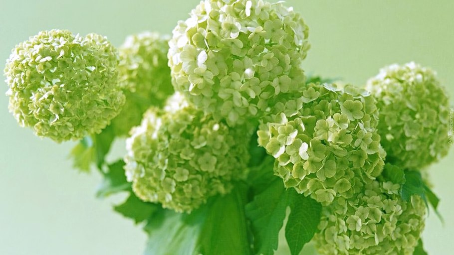 Гортензия крупнолистная Бенилюкс