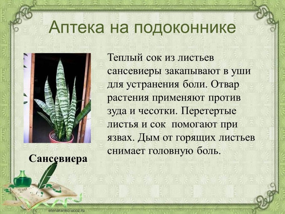 Аптека на подоконнике