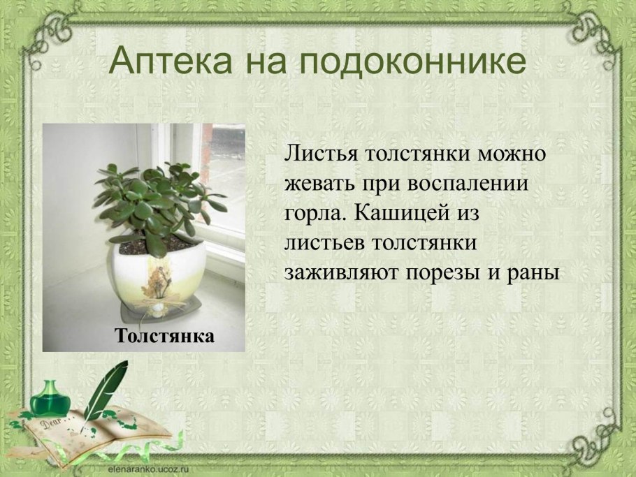 Слайд комнатные растения