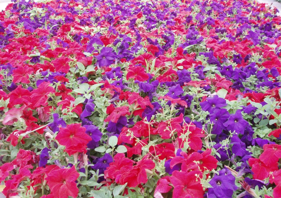 Портулак с петунией