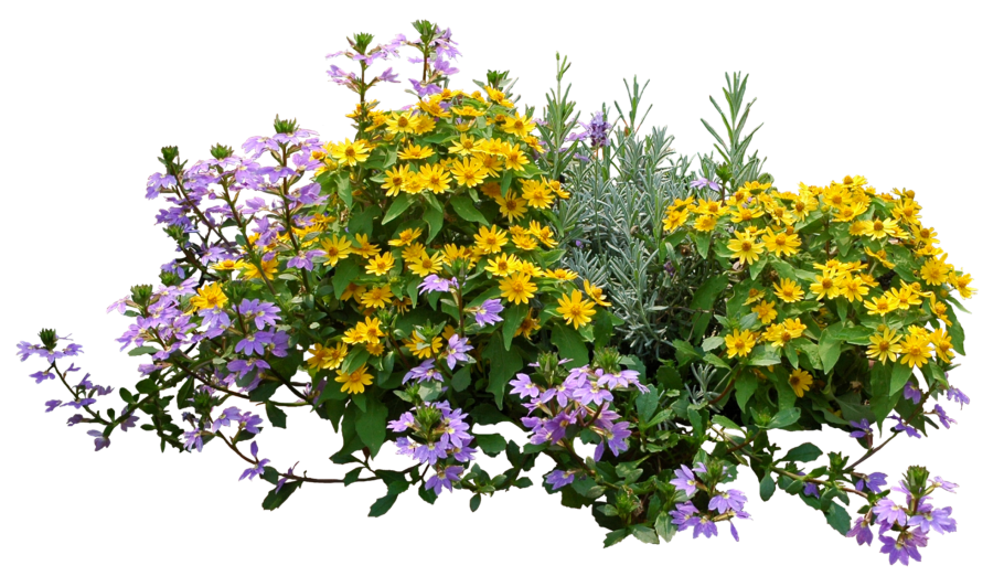 Вербена цветок