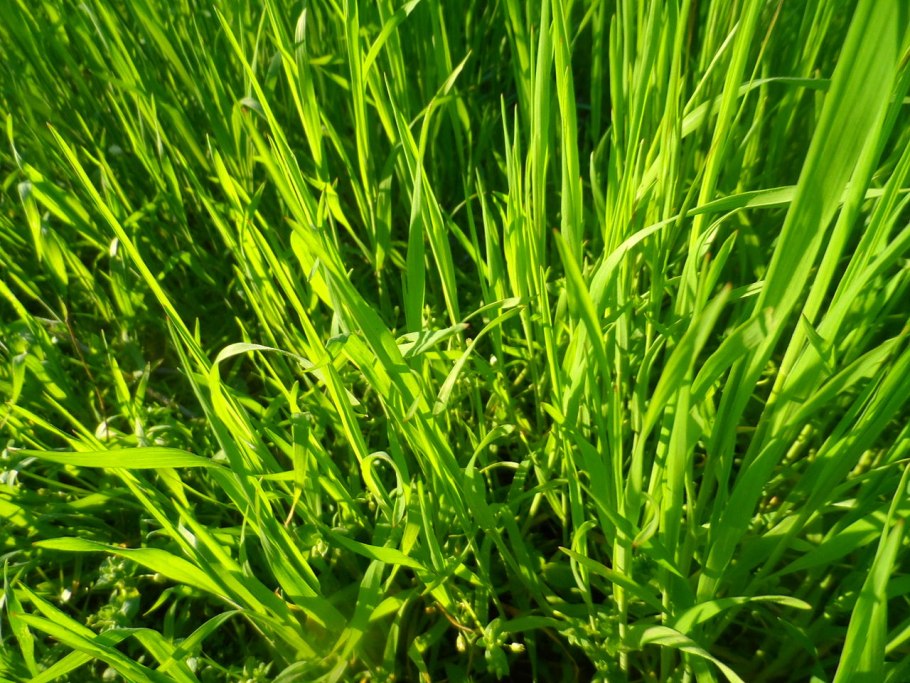 Мятлик Маркус