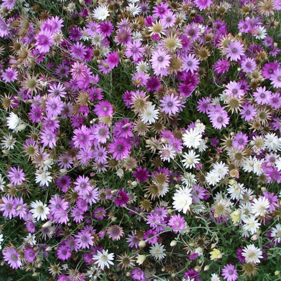 Ксерантемум сухоцветник