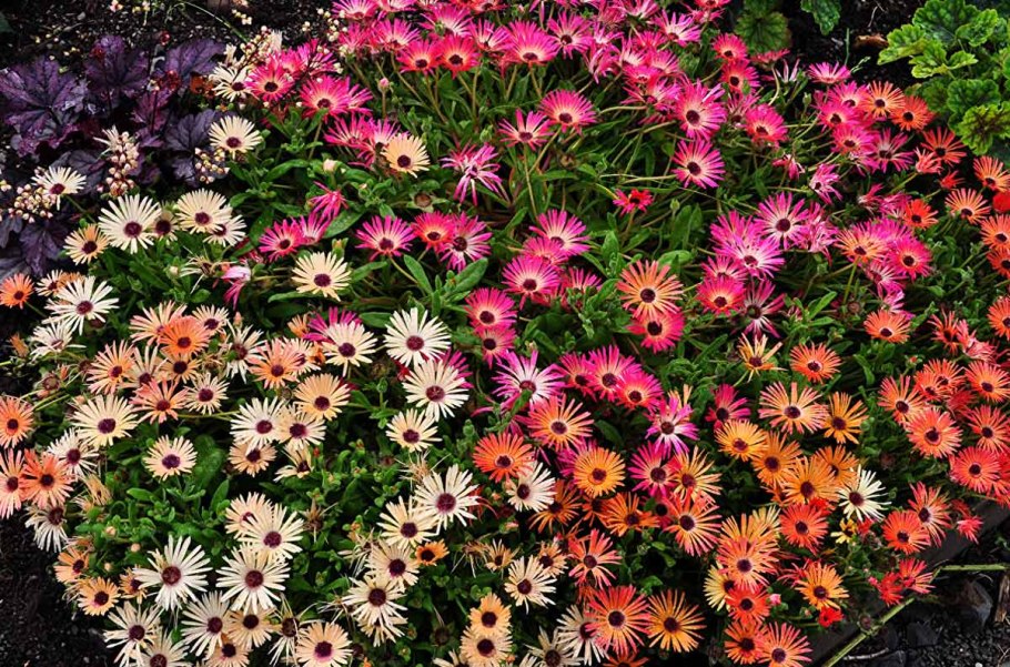 Мезембриантемум Арлекин