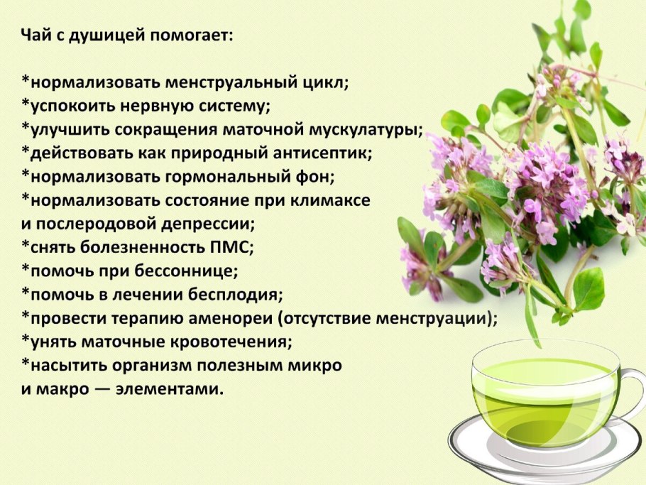 Чай из душицы