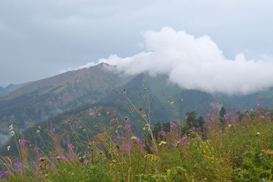 Горный чай Дагестана