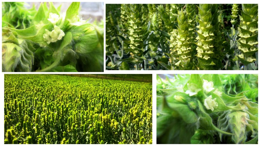 Настой из трав