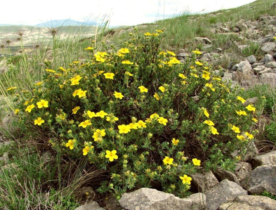 Лапчатка Даурская