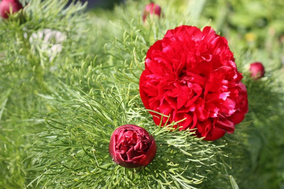 Пион тонколистный в Крыму