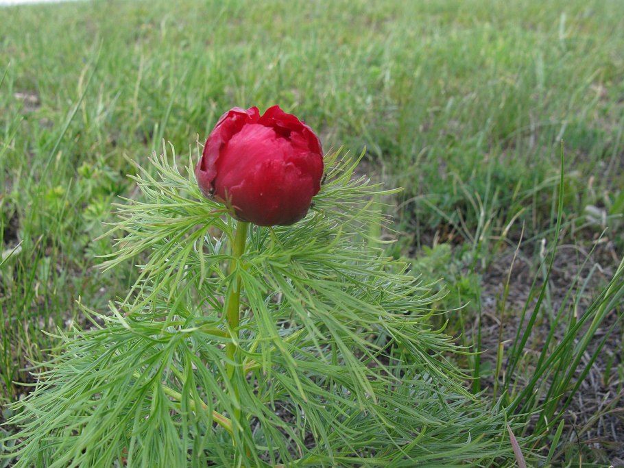 Пион тонколистный всходы