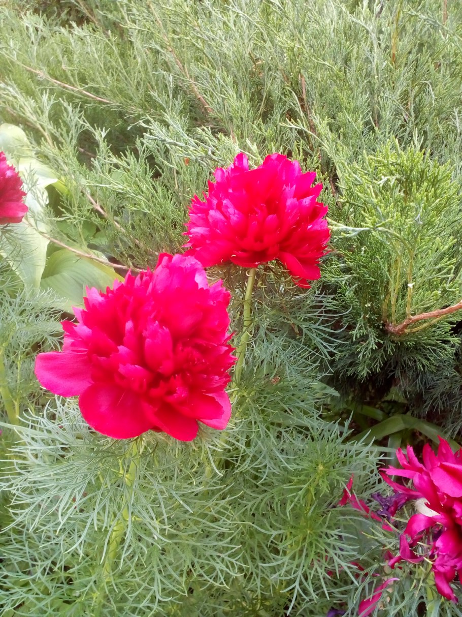 Пион тонколистный Альба