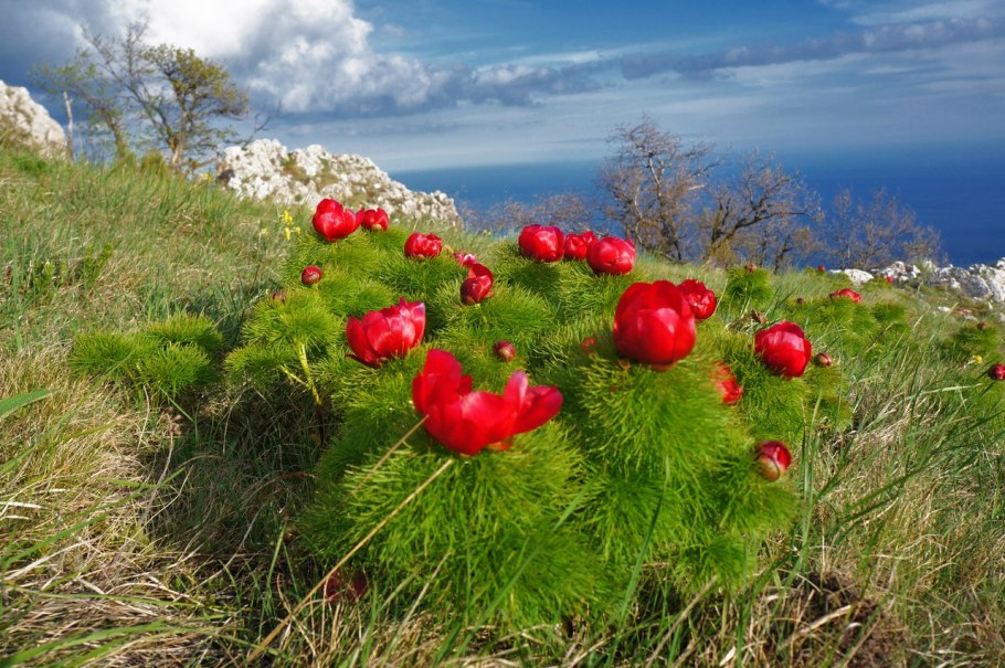 Пион узколистный махровый