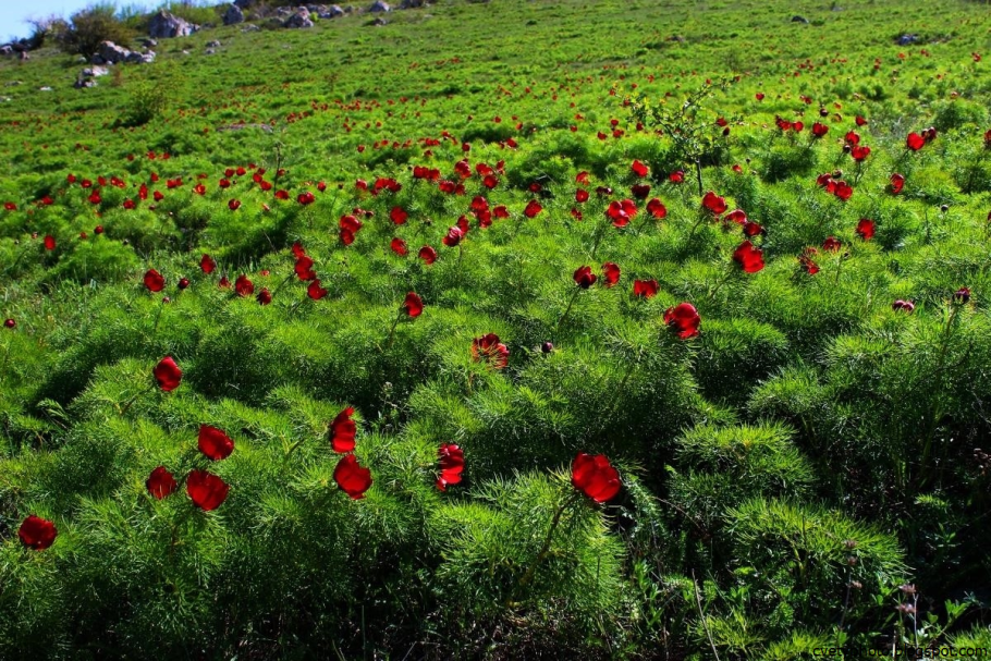 Дикий пион Байкальский