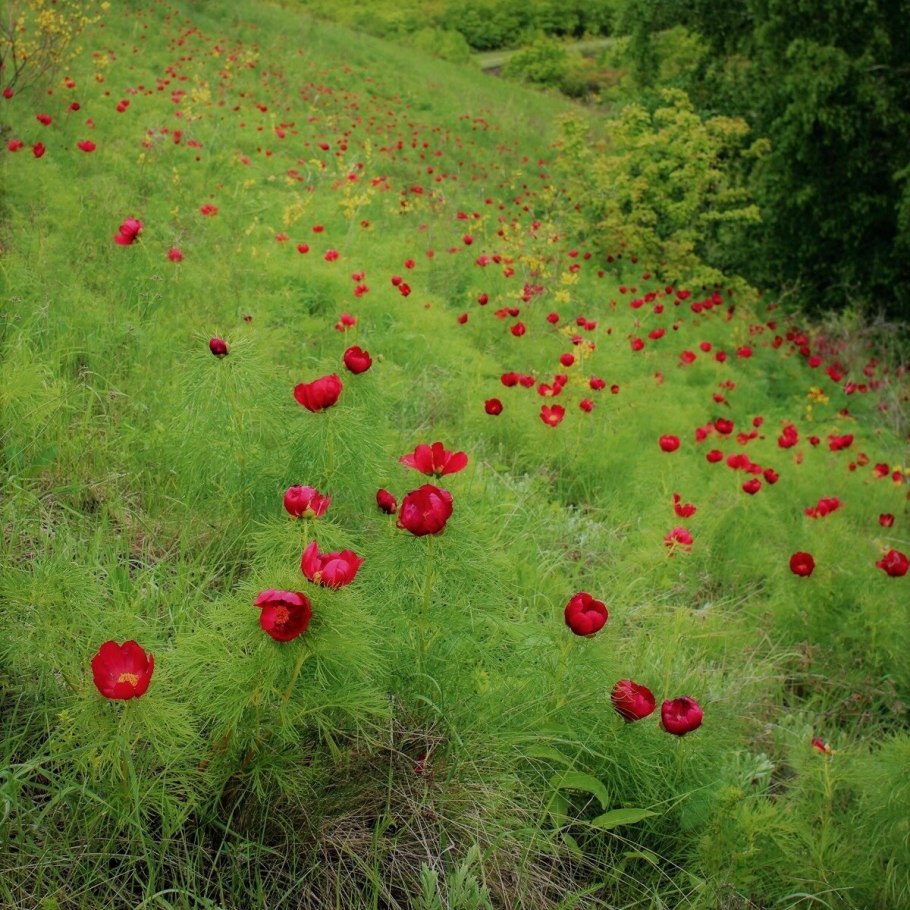 Пион тонколистный белый махровый