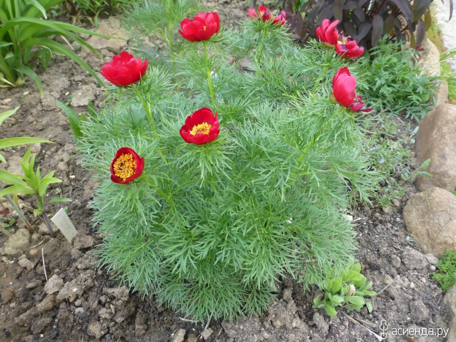 Пион тонколистный Рубра