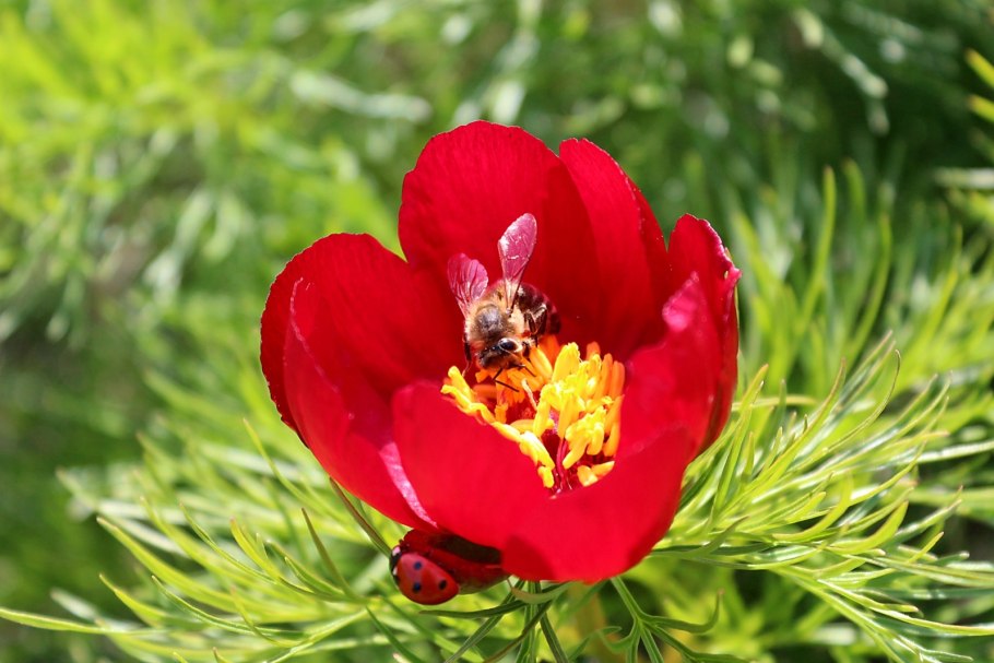 Пион тонколистный Крымский