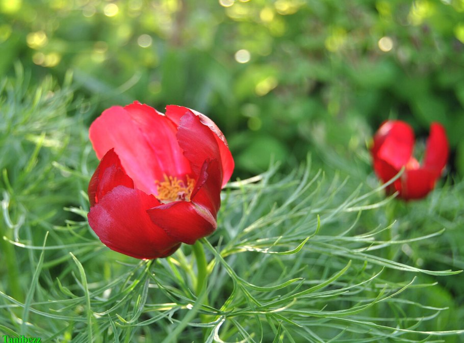 Пион тонколистный в Крыму