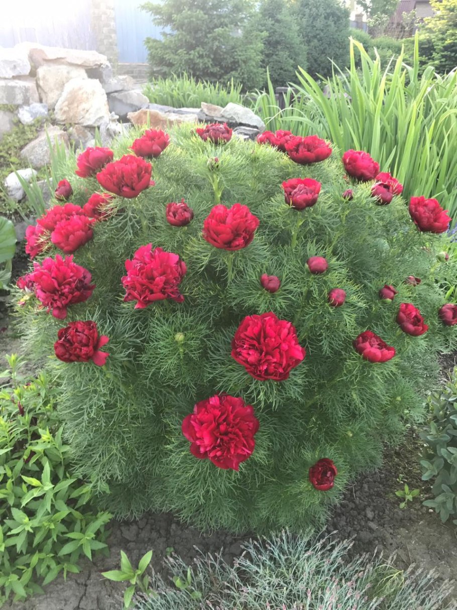 Пион тонколистный и Мак