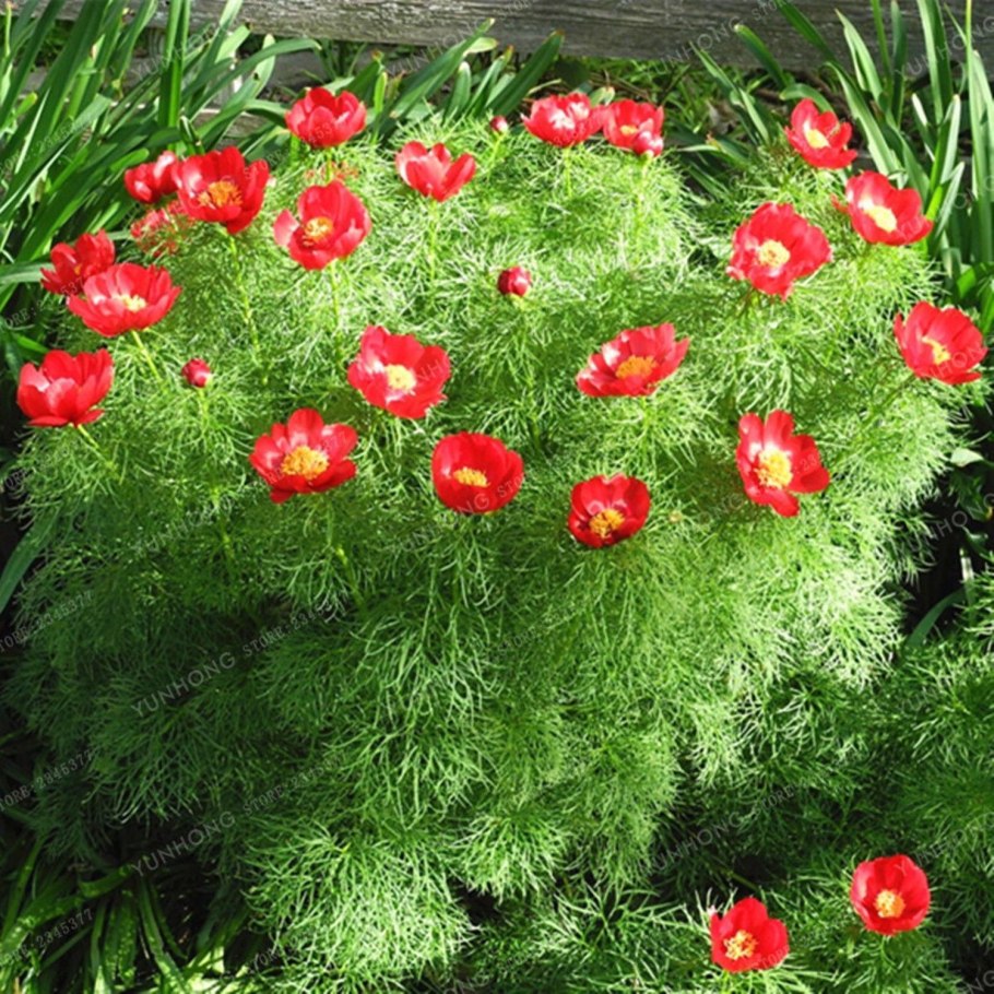 Пион tenuifolia rosea