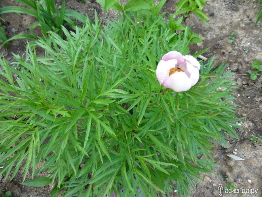 Пион тонколистный