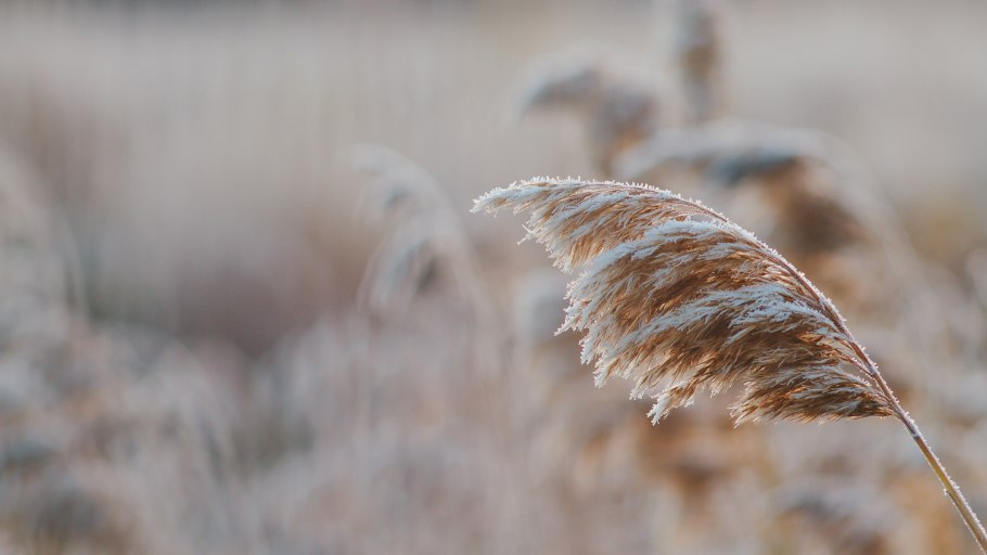 Снег на траве