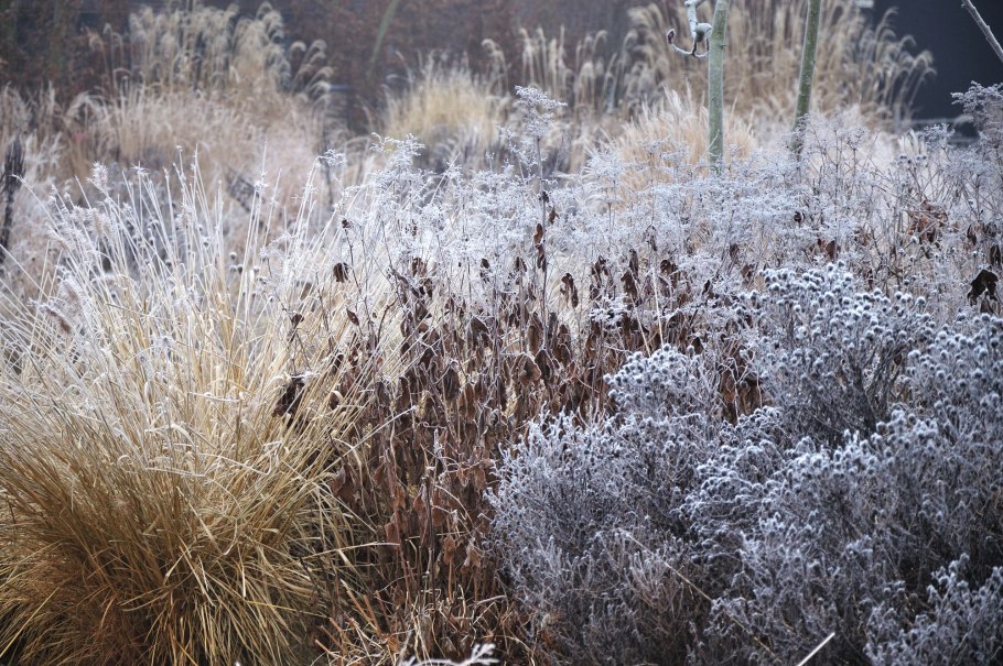 Мискантус сахароцветный