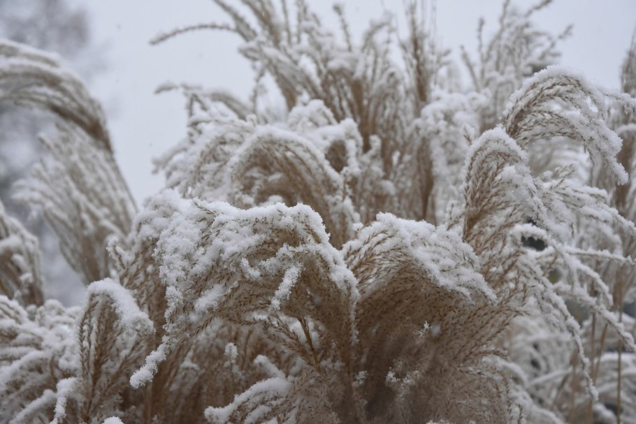 Пшеница зимой
