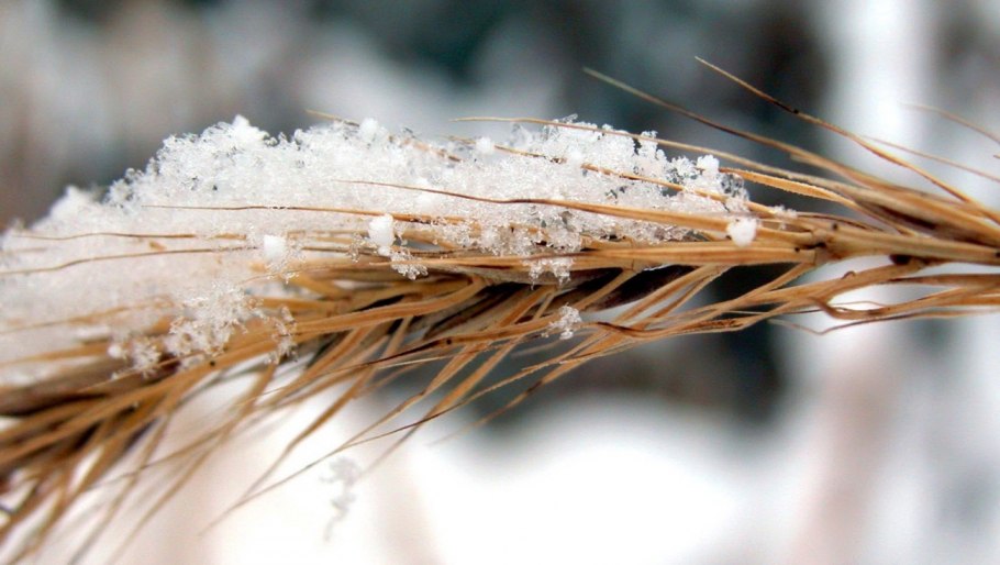 Овсяница сизая Sunrise