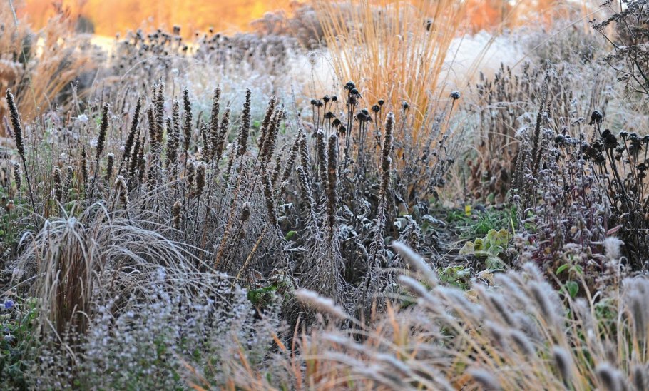 Сад Сергея Калякина
